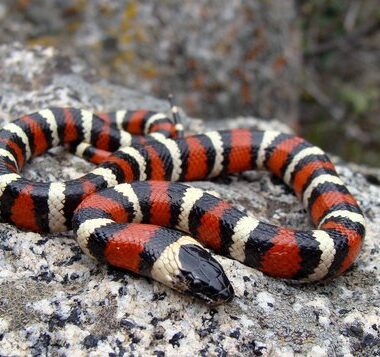 California Kingsnake Humidity: Perfect Levels