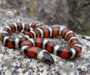 California Kingsnake Humidity: Perfect Levels