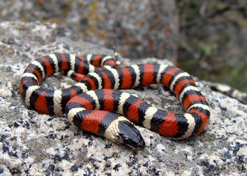 California Kingsnake Humidity: Perfect Levels