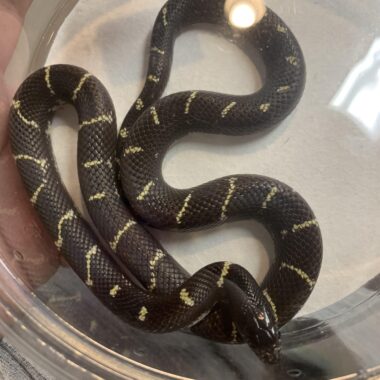 California Kingsnake Lifespan: Your Snake's Years Ahead