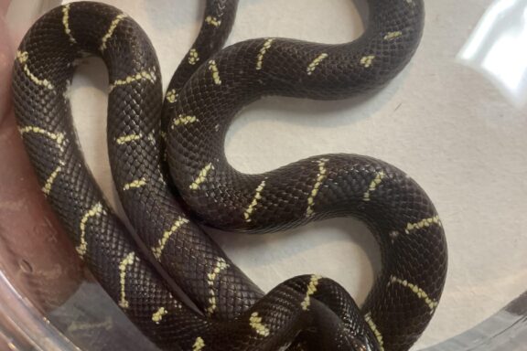 California Kingsnake Lifespan: Your Snake's Years Ahead