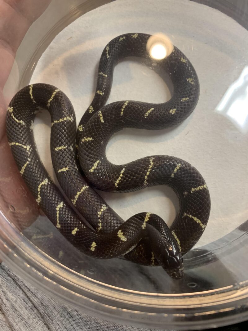 California Kingsnake Lifespan: Your Snake's Years Ahead