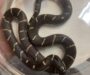 California Kingsnake Lifespan: Your Snake’s Years Ahead