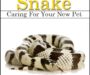 California Kingsnake Size: Growth Guide