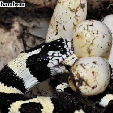 California Kingsnake Temperature: Ideal Range Guide