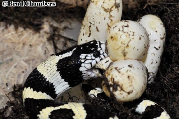 California Kingsnake Temperature: Ideal Range Guide