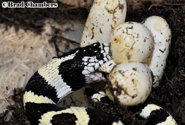 California Kingsnake Temperature: Ideal Range Guide