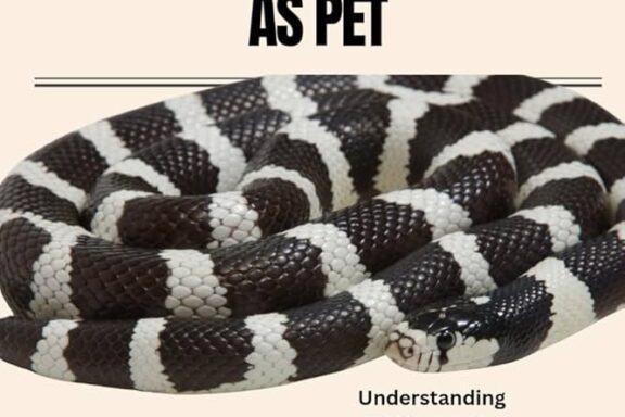 California Kingsnakes Live: Longevity Guide