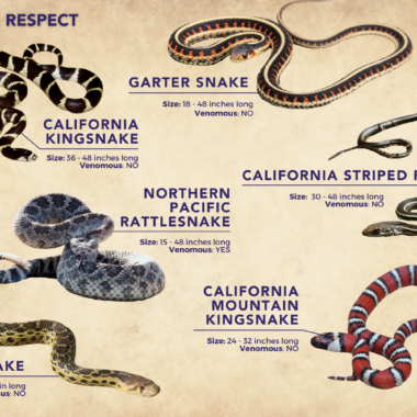 California Mountain Kingsnake vs Coral Snake: Compare