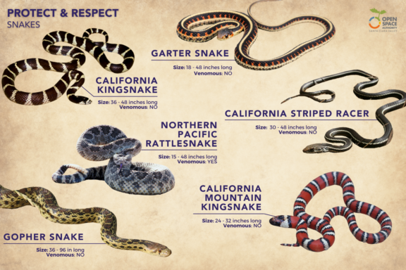 California Mountain Kingsnake vs Coral Snake: Compare