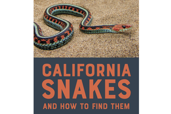 California Striped Racer vs Garter Snake: Compare