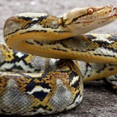 Can a Burmese Python Eat a Human: Facts and Myths