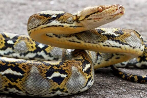 Can a Burmese Python Eat a Human: Facts and Myths