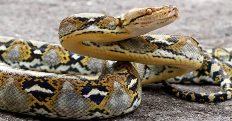 Can a Burmese Python Eat a Human: Facts and Myths