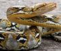 Can a Burmese Python Eat a Human: Facts and Myths