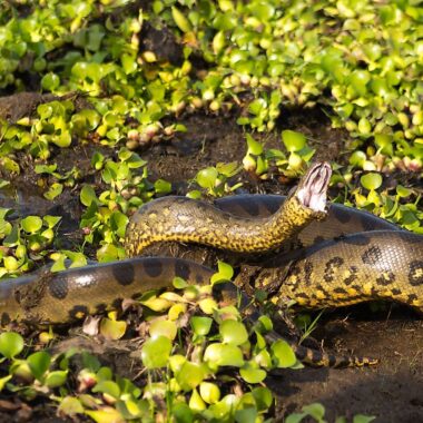 Can Anacondas Swim? Aquatic Skills Explained