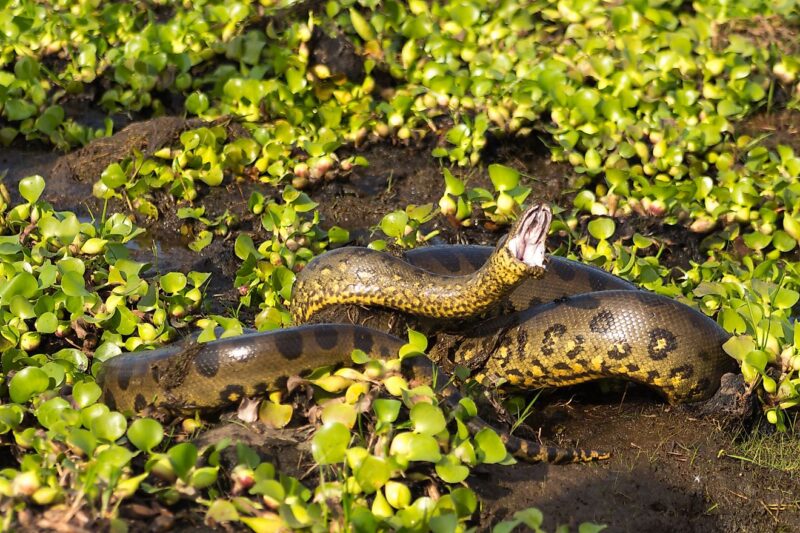 Can Anacondas Swim? Aquatic Skills Explained