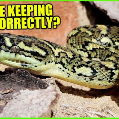 Can Carpet Pythons Live Together: Guide