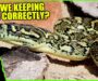 Can Carpet Pythons Live Together: Guide