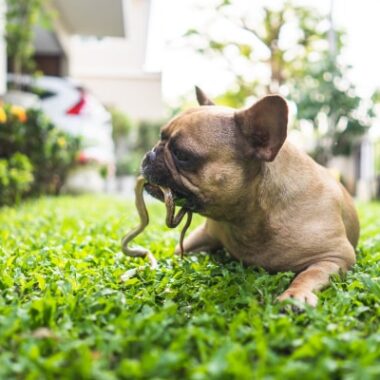 Can Copperhead Kill Dog: Pet Safety Guide