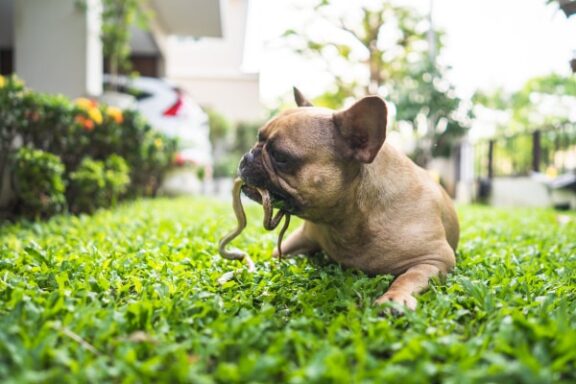 Can Copperhead Kill Dog: Pet Safety Guide