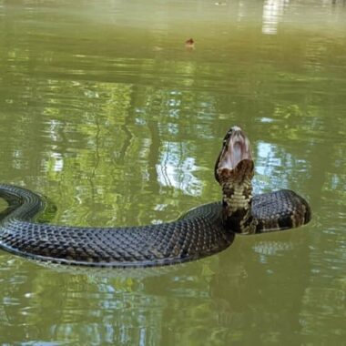 Can Copperhead Snakes Swim: Aquatic Abilities