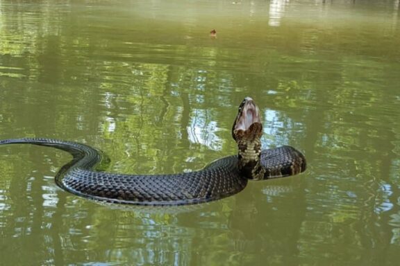 Can Copperhead Snakes Swim: Aquatic Abilities