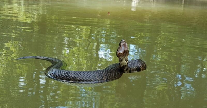 Can Copperhead Snakes Swim: Aquatic Abilities