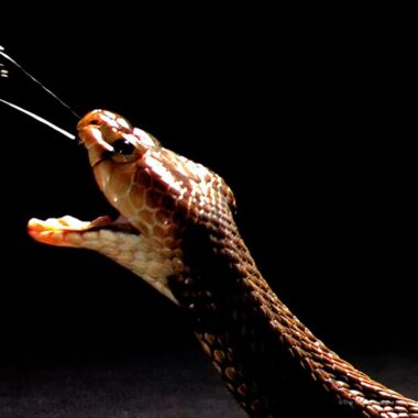 Can King Cobras Spit Venom?