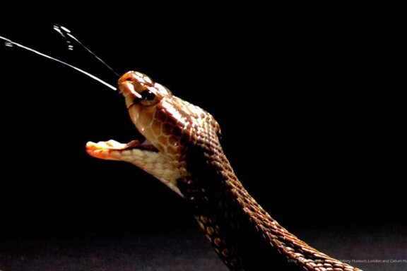 Can King Cobras Spit Venom?