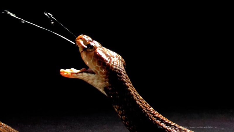 Can King Cobras Spit Venom?