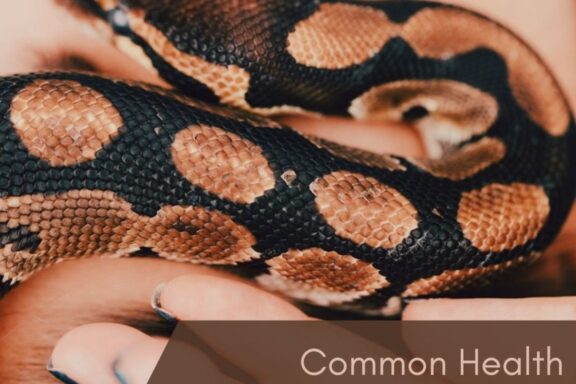 Carpet Python Behavior: Understanding Your Pet