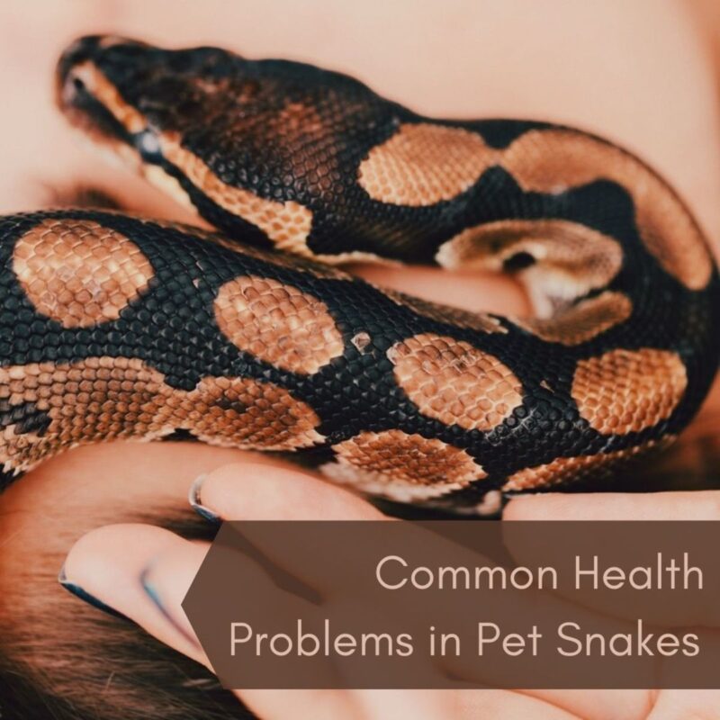 Carpet Python Behavior: Understanding Your Pet