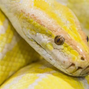 Carpet Python Bite: Prevention & Treatment Guide