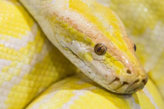 Carpet Python Bite: Prevention & Treatment Guide