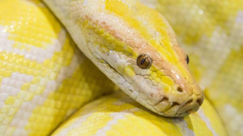 Carpet Python Bite: Prevention & Treatment Guide