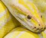 Carpet Python Bite: Prevention & Treatment Guide