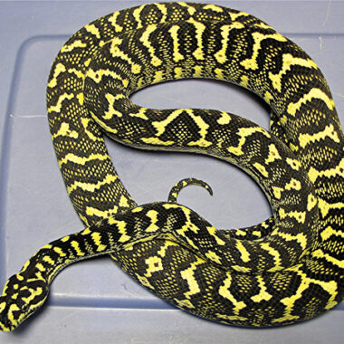 Carpet Python Breeding Season: Essential Guide