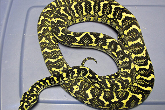 Carpet Python Breeding Season: Essential Guide