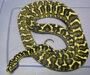 Carpet Python Breeding Season: Essential Guide