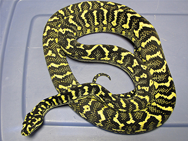 Carpet Python Breeding Season: Essential Guide