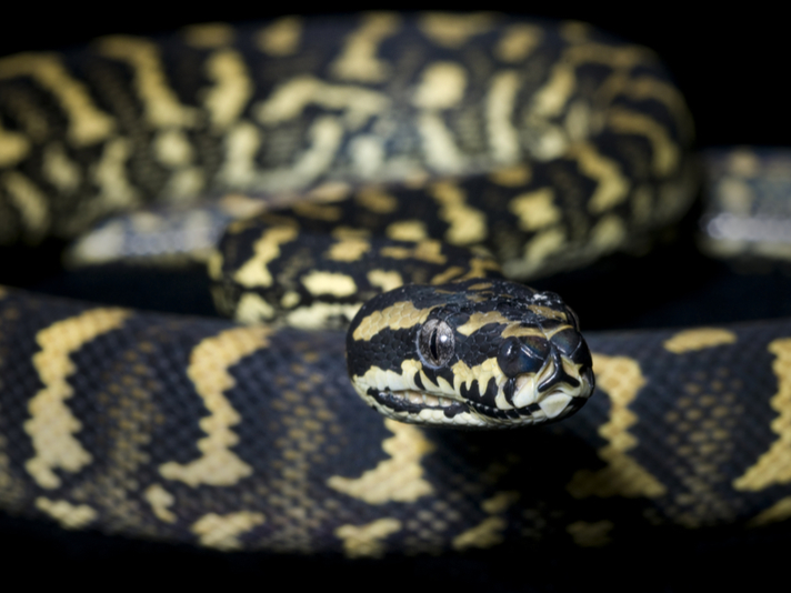 Carpet Python Cage: Setup & Requirements Guide