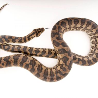 Carpet Python Conservation Status: Guide