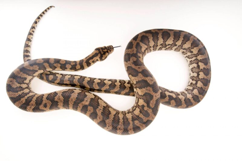 Carpet Python Conservation Status: Guide