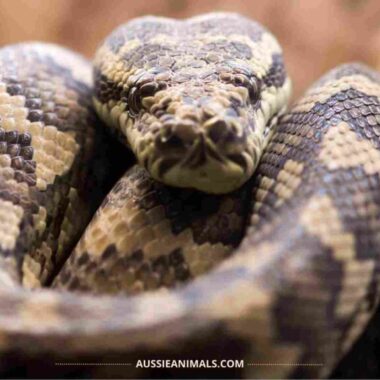 Carpet Python Diet: Feeding Guide & Tips