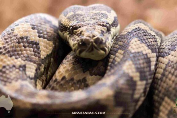 Carpet Python Diet: Feeding Guide & Tips