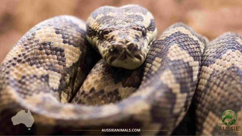 Carpet Python Diet: Feeding Guide & Tips