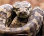 Carpet Python Diet: Feeding Guide & Tips