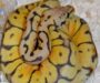 Carpet Python Eggs: Breeding & Incubation Guide