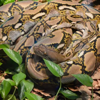 Carpet Python Facts: Essential Species Information